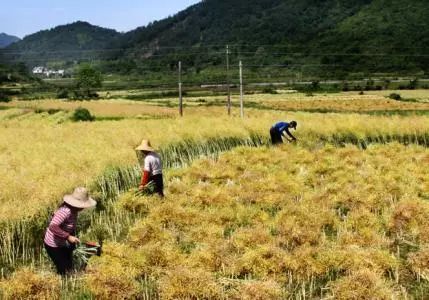 秸稈禁燒季 | 禁止一切露天焚燒秸稈行為！附縣政府禁燒通告、鎮(zhèn)政府倡議書
